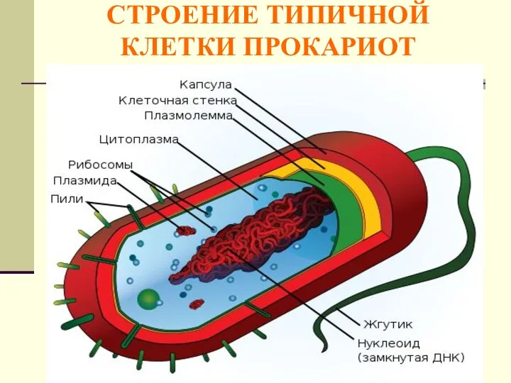 СТРОЕНИЕ ТИПИЧНОЙ КЛЕТКИ ПРОКАРИОТ