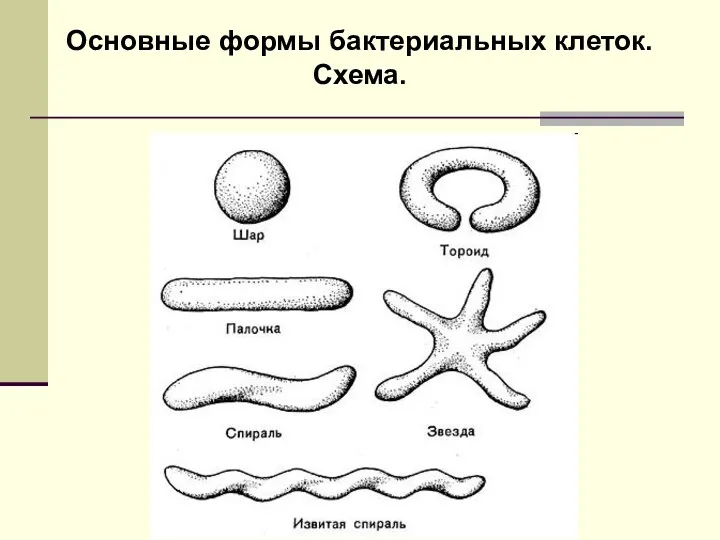 Основные формы бактериальных клеток. Схема.