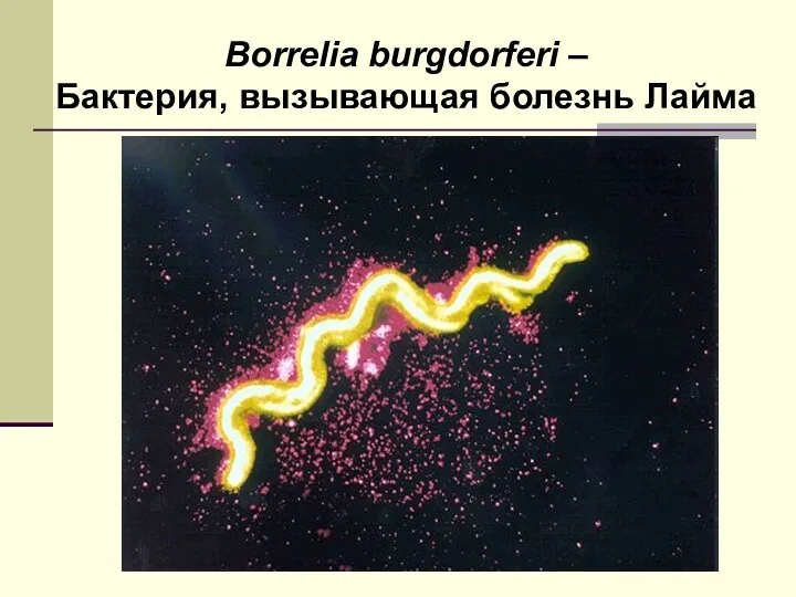 Borrelia burgdorferi – Бактерия, вызывающая болезнь Лайма