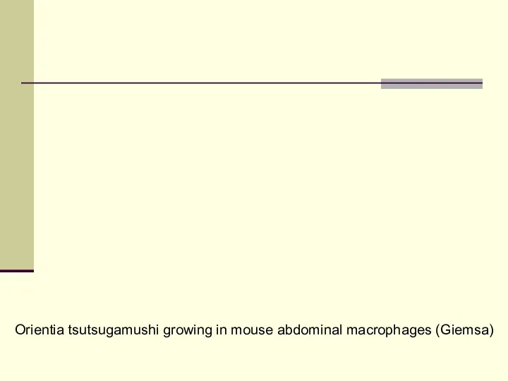 Orientia tsutsugamushi growing in mouse abdominal macrophages (Giemsa)