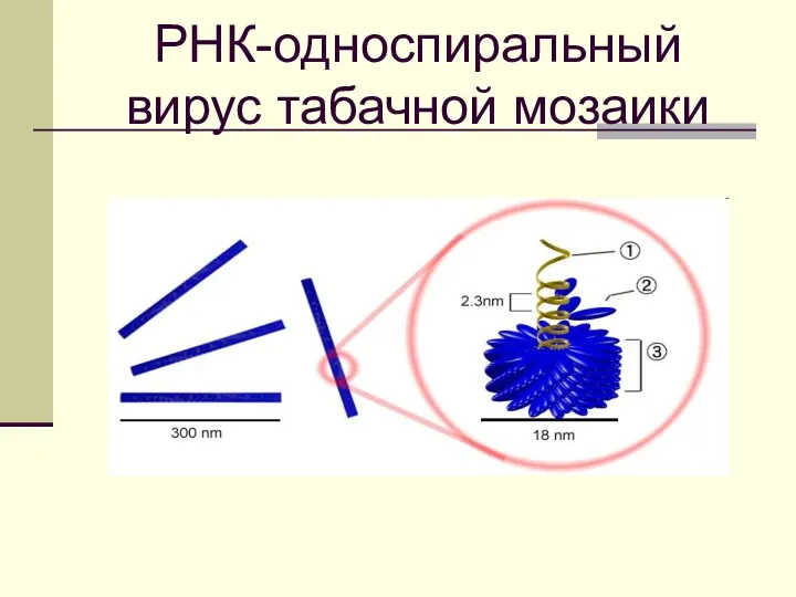 РНК-односпиральный вирус табачной мозаики