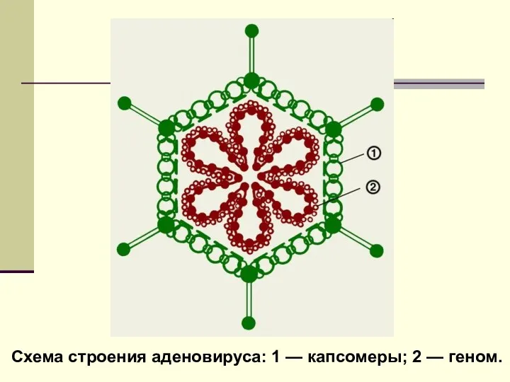 Схема строения аденовируса: 1 — капсомеры; 2 — геном.