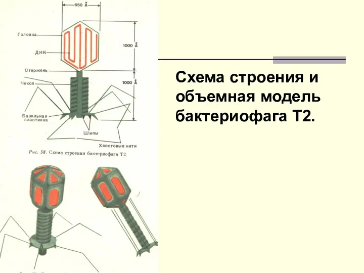 Схема строения и объемная модель бактериофага Т2.