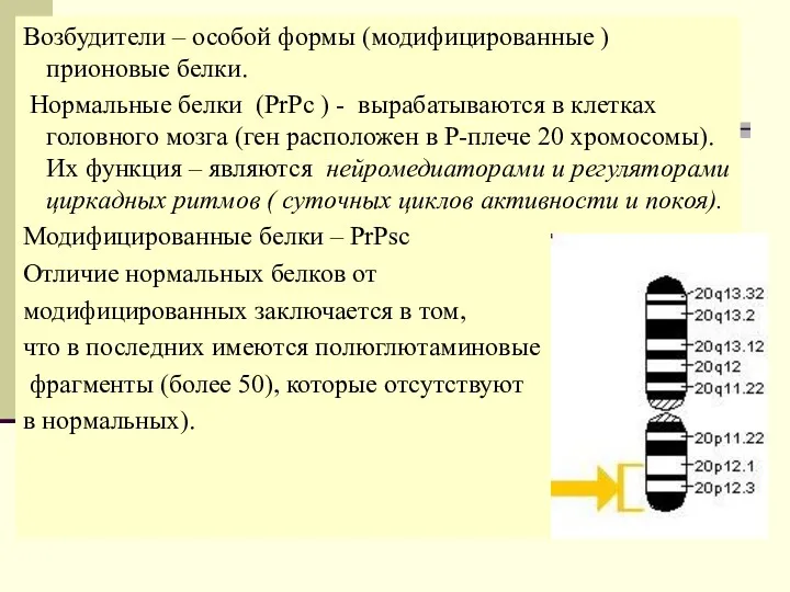 Возбудители – особой формы (модифицированные ) прионовые белки. Нормальные белки