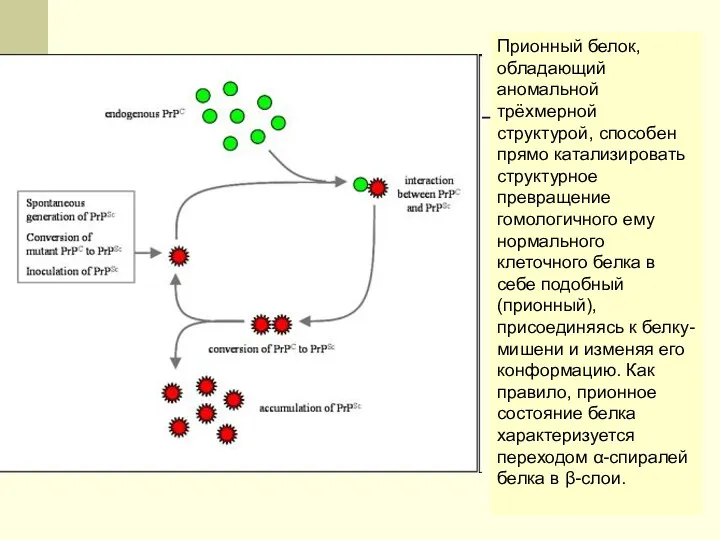 Прионный белок, обладающий аномальной трёхмерной структурой, способен прямо катализировать структурное