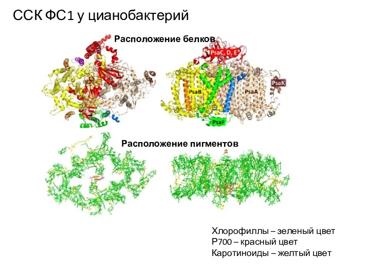 ССК ФС1 у цианобактерий Расположение белков Расположение пигментов Хлорофиллы –