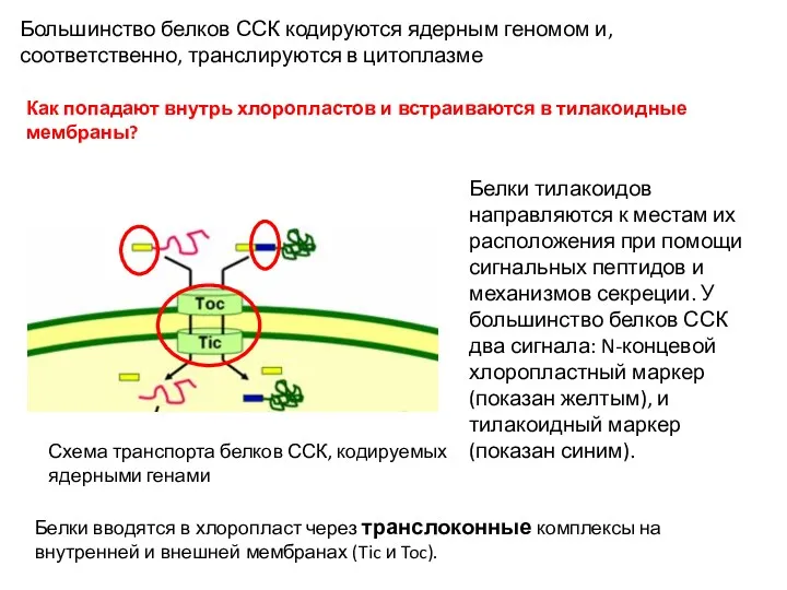 Белки тилакоидов направляются к местам их расположения при помощи сигнальных