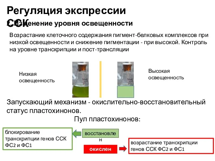 Регуляция экспрессии ССК блокирование транскрипции генов ССК ФС2 и ФС1