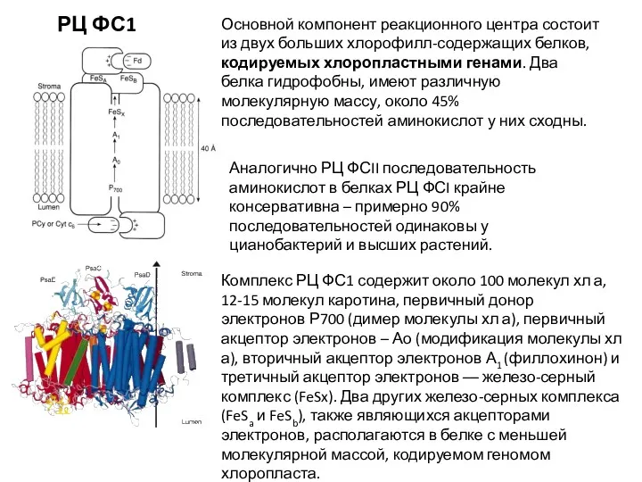 РЦ ФС1 Комплекс РЦ ФС1 содержит около 100 молекул хл