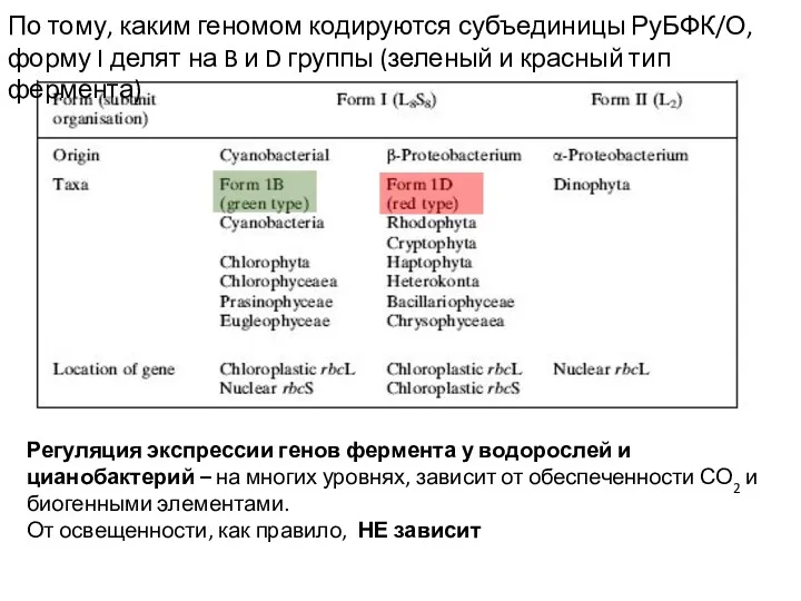 По тому, каким геномом кодируются субъединицы РуБФК/О, форму I делят