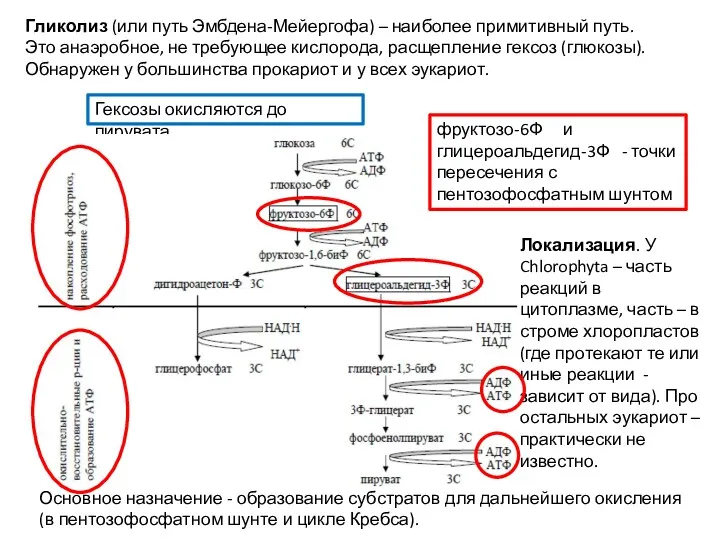 Гликолиз (или путь Эмбдена-Мейергофа) – наиболее примитивный путь. Это анаэробное,