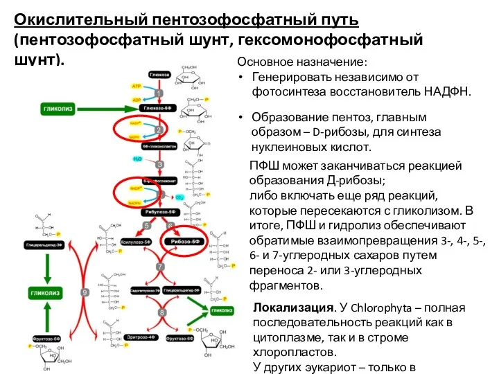 Окислительный пентозофосфатный путь (пентозофосфатный шунт, гексомонофосфатный шунт). Основное назначение: Генерировать