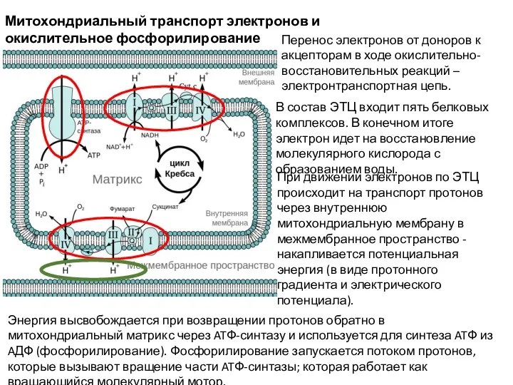 Митохондриальный транспорт электронов и окислительное фосфорилирование Перенос электронов от доноров