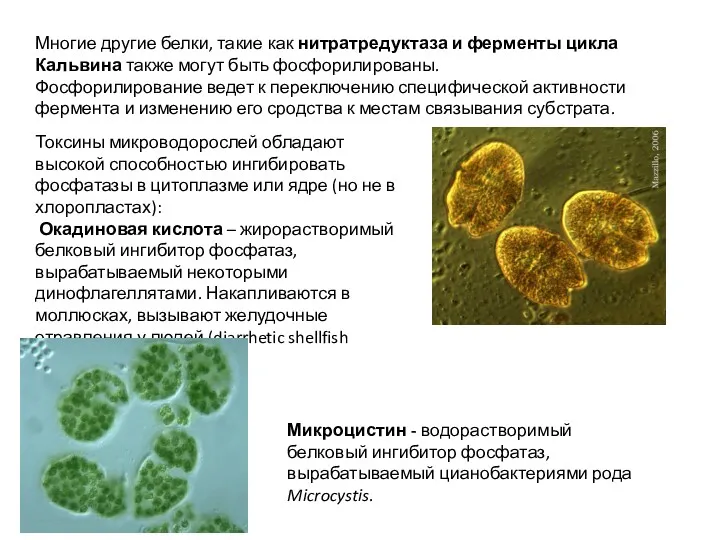 Многие другие белки, такие как нитратредуктаза и ферменты цикла Кальвина