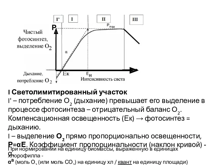 I Светолимитированный участок I' – потребление О2 (дыхание) превышает его