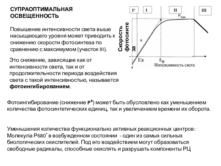 СУПРАОПТИМАЛЬНАЯ ОСВЕЩЕННОСТЬ Повышение интенсивности света выше насыщающего уровня может приводить