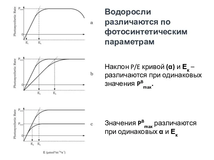 Водоросли различаются по фотосинтетическим параметрам Наклон P/E кривой (α) и