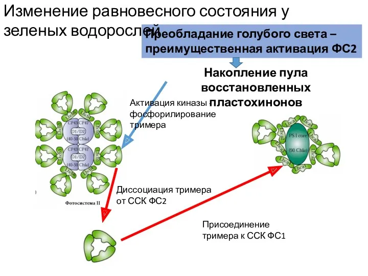 Накопление пула восстановленных пластохинонов Активация киназы - фосфорилирование тримера Диссоциация