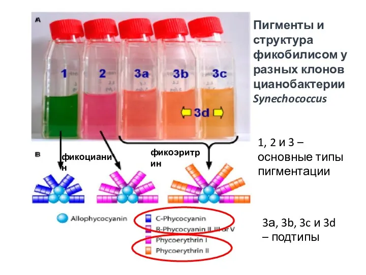 Пигменты и структура фикобилисом у разных клонов цианобактерии Synechococcus 1,