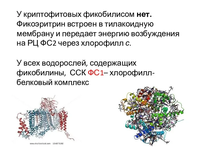 У всех водорослей, содержащих фикобилины, ССК ФС1– хлорофилл-белковый комплекс У