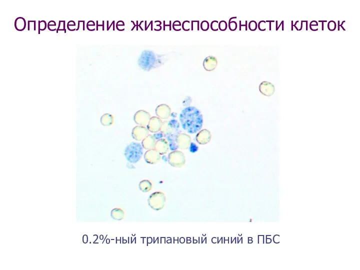 Определение жизнеспособности клеток 0.2%-ный трипановый синий в ПБС