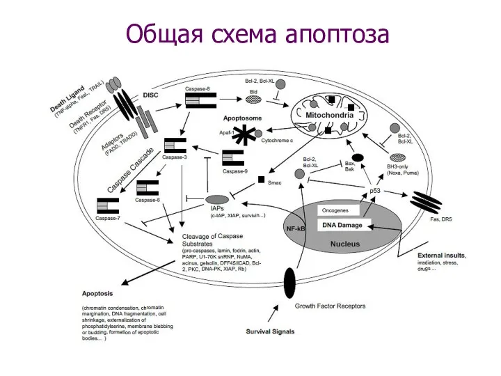 Общая схема апоптоза