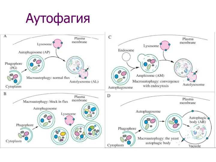 Аутофагия