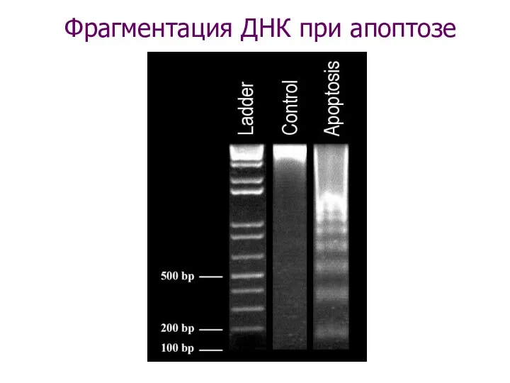 Фрагментация ДНК при апоптозе