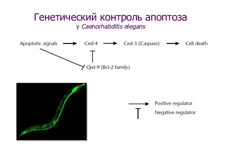 Генетический контроль апоптоза у Caenorhabditis elegans