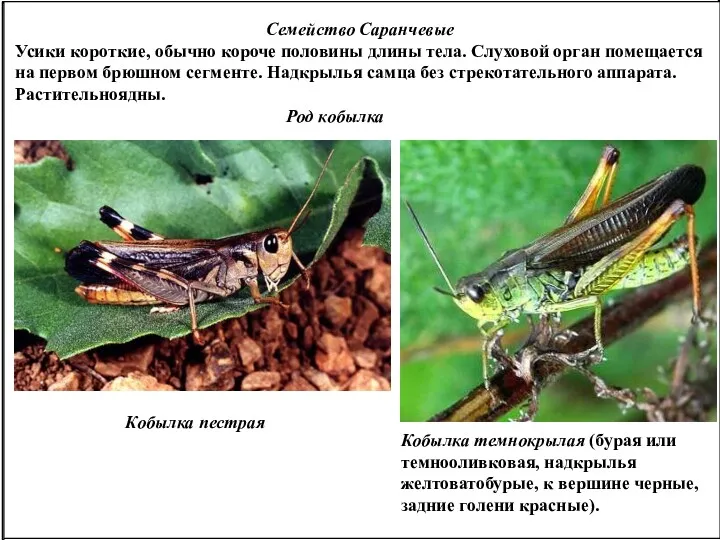 Семейство Саранчевые Усики короткие, обычно короче половины длины тела. Слуховой