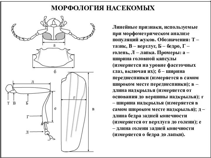 Линейные признаки, используемые при морфометрическом анализе популяций жуков. Обозначения: Т