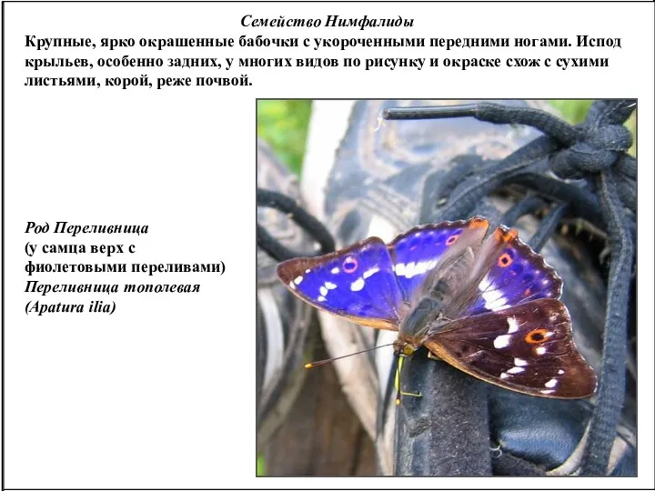 Семейство Нимфалиды Крупные, ярко окрашенные бабочки с укороченными передними ногами. Испод крыльев, особенно