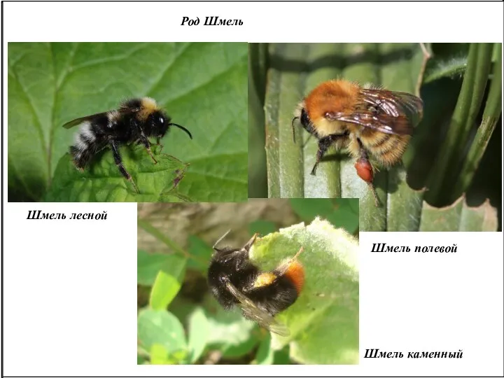 Род Шмель Шмель лесной Шмель каменный Шмель полевой