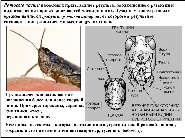 Ротовые части насекомых представляют результат эволюционного развития и видоизменения парных конечностей членистоногих. Исходным