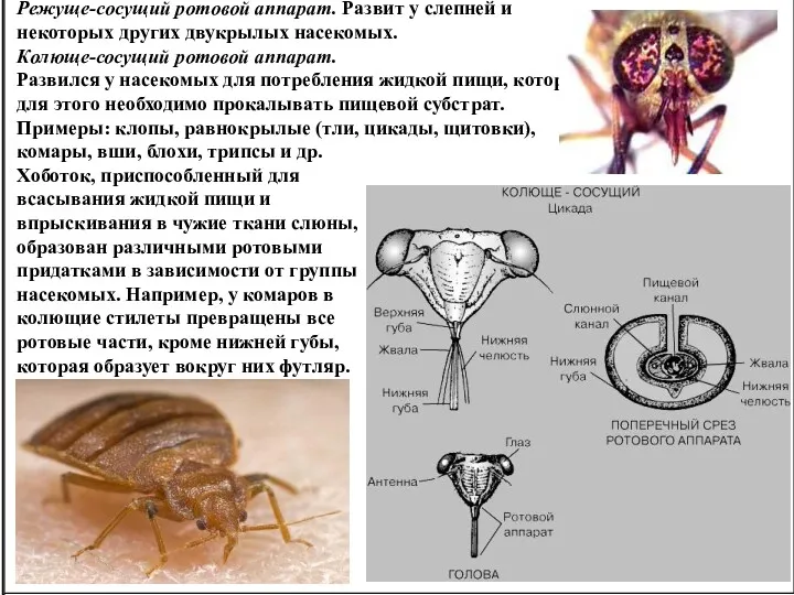 Колюще-сосущий ротовой аппарат. Развился у насекомых для потребления жидкой пищи, которым для этого