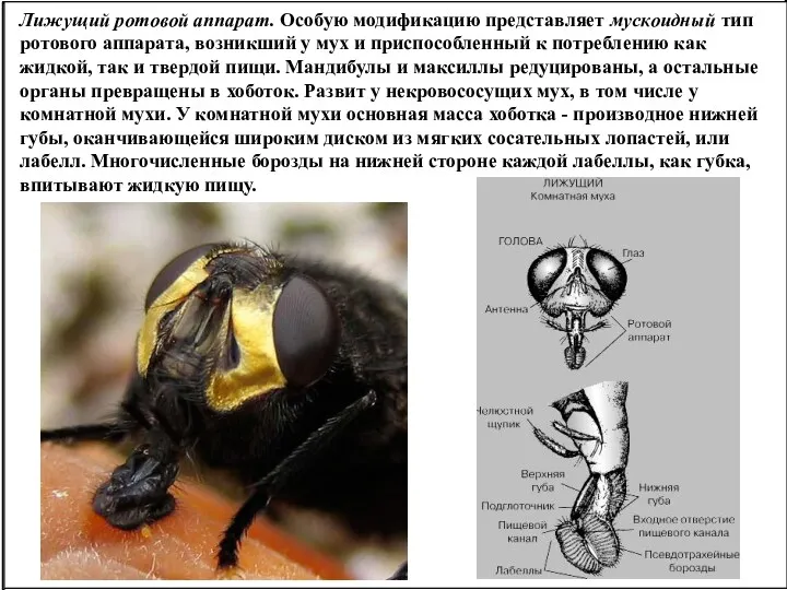 Лижущий ротовой аппарат. Особую модификацию представляет мускоидный тип ротового аппарата, возникший у мух