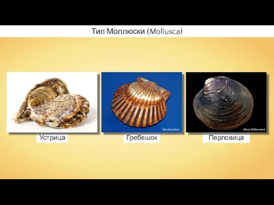 Устрица Перловица Гребешок Тип Моллюски (Mollusca) Hectonichus Hans Hillewaert