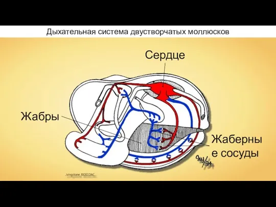 Дыхательная система двустворчатых моллюсков Жабры Жаберные сосуды Сердце
