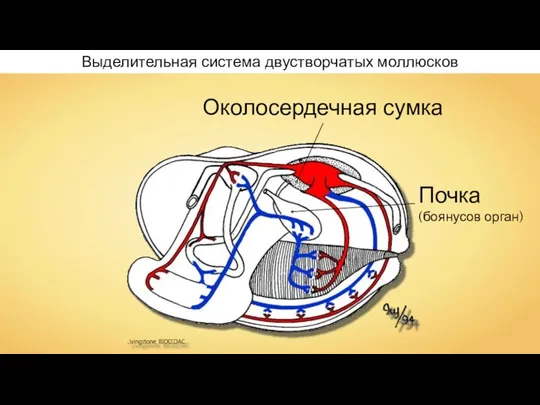 Выделительная система двустворчатых моллюсков Почка (боянусов орган) Околосердечная сумка