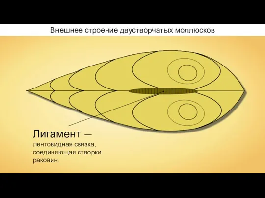 Внешнее строение двустворчатых моллюсков Лигамент — лентовидная связка, соединяющая створки раковин.