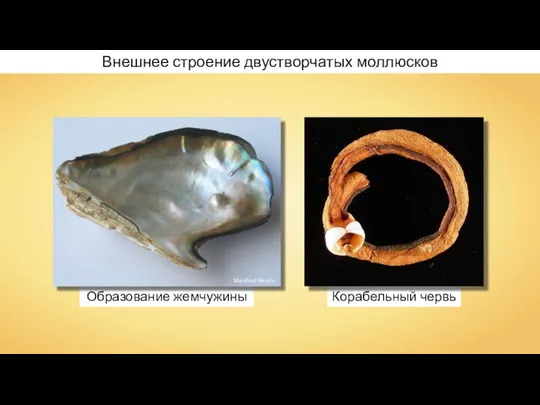 Образование жемчужины Корабельный червь Внешнее строение двустворчатых моллюсков Manfred Heyde
