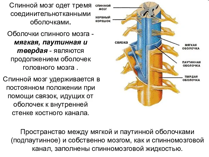 Спинной мозг одет тремя соединительнотканными оболочками. Оболочки спинного мозга -
