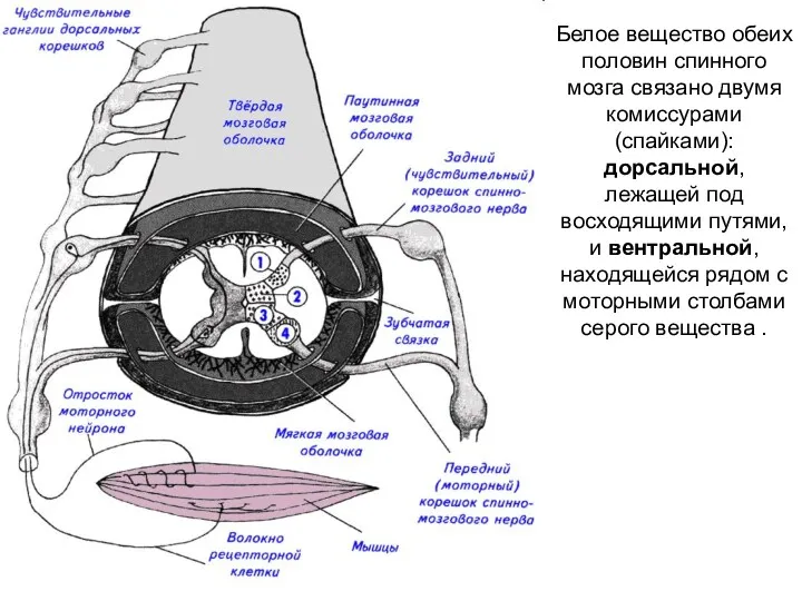 Белое вещество обеих половин спинного мозга связано двумя комиссурами (спайками):