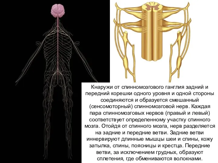 Кнаружи от спинномозгового ганглия задний и передний корешки одного уровня