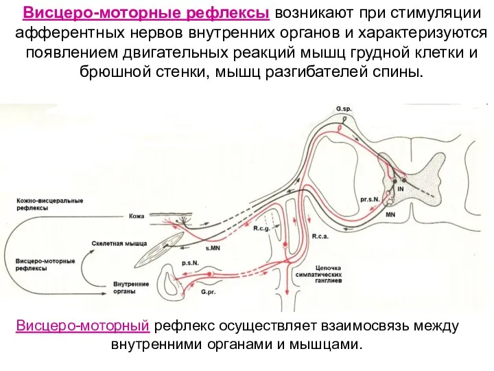 Висцеро-моторные рефлексы возникают при стимуляции афферентных нервов внутренних органов и