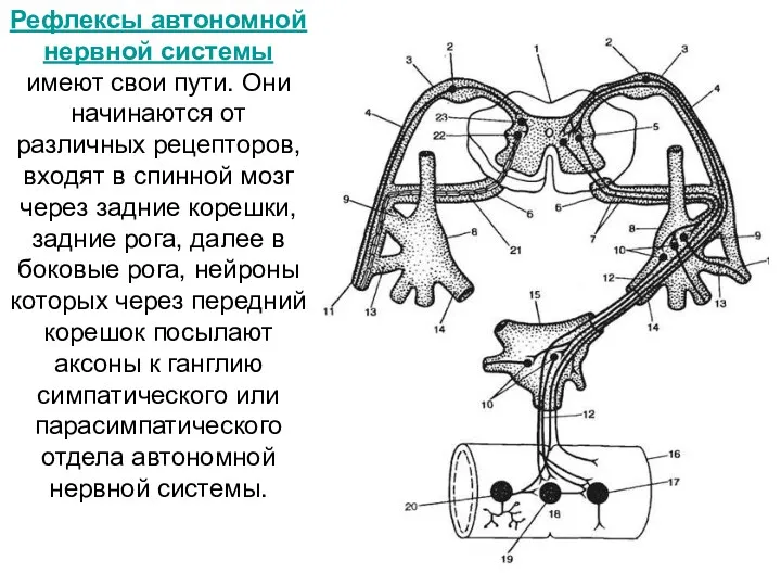 Рефлексы автономной нервной системы имеют свои пути. Они начинаются от