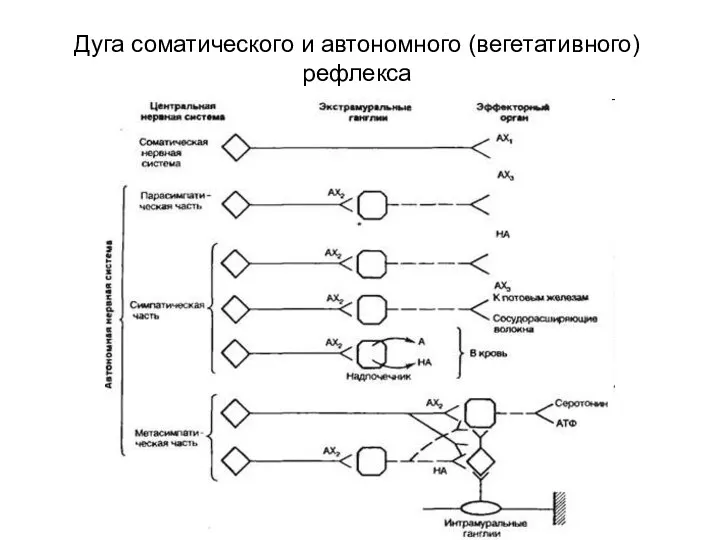 Дуга соматического и автономного (вегетативного) рефлекса