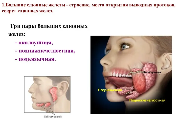 1.Большие слюнные железы - строение, места открытия выводных протоков, секрет