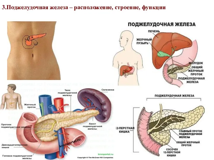 3.Поджелудочная железа – расположение, строение, функции