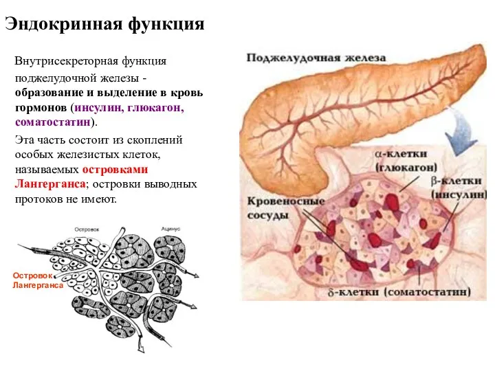 Эндокринная функция Внутрисекреторная функция поджелудочной железы - образование и выделение